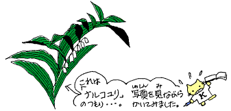 「ナルコユリ」の花